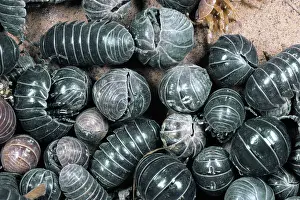 Hibernating: Pill Woodlice - Aggregation