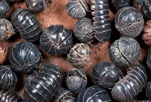 Rolled: Pill Woodlouse -