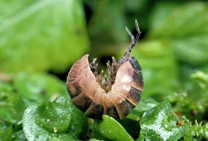 Rolled: Pill Woodlouse -