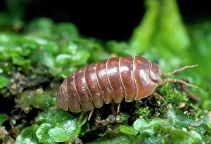 Woodlice: Pill Woodlouse -