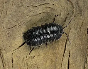 Woodlouse: Pill woodlouse
