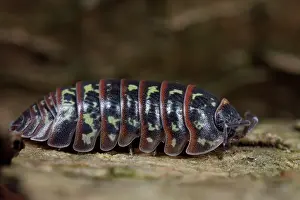 Veluwe: Pill Woodlouse