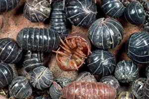 Rolled: Pill Woodlouse - group, aggregation