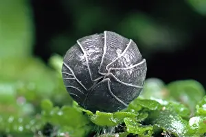 Rolled: Pill Woodlouse - rolled into a ball