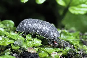 Woodlice: Pill WOODLOUSE - slate-grey variety