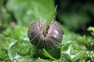 Woodlice: Pill Woodlouse - unrolling