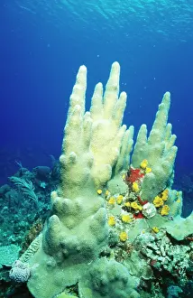 Sponges: Pillar Coral
