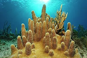 Vila: Pillar coral (Dendrogyra cylindrus) in the backlight