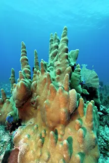 Bodies: Pillar corals (Dendrogyra cylindricus), coral reef