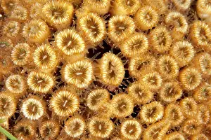 Pillows: Pillow coral, cladocora caespitosa, Ischia Island, Italy, Ty