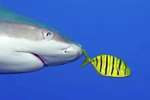 Mackerel: Pilot fish, Black golden pilot mackerel (Gnathanodon