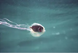 Pilot: PILOT FISH - symbiosis in jellyfish