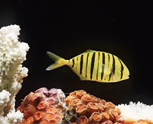 Pilot: PILOT / Jack / Pompano FISH