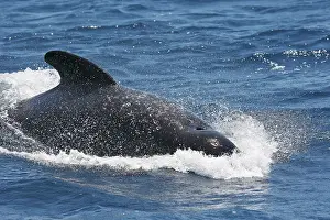 Gilbraltar: Pilot Whale