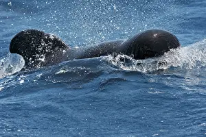 Gilbraltar: Pilot Whale