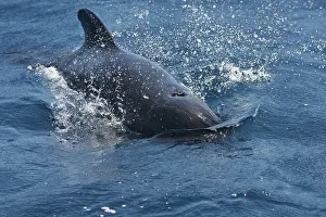 Gilbraltar: Pilot Whale