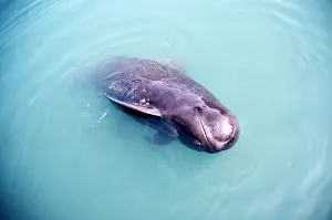 PILOT WHALE