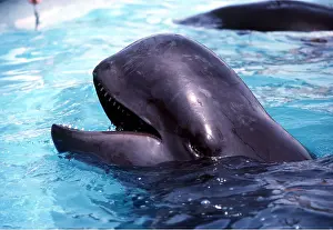 Mouths: PILOT WHALE - close-up of head