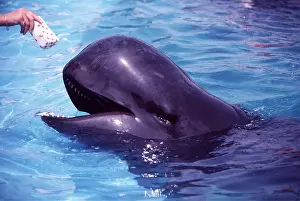 Mouths: PILOT WHALE - being fed fish in aquarium
