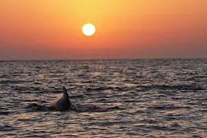 Gilbraltar: Pilot Whale - at sunset