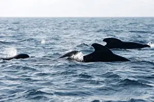 Gilbraltar: Pilot Whales
