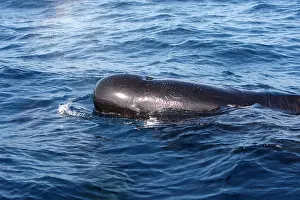 Gilbraltar: Pilot Whales