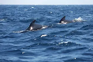 Gilbraltar: Pilot Whales