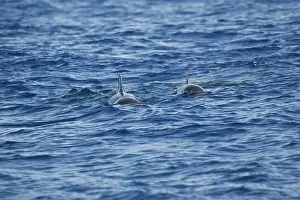 Globicephala: Pilot Whales