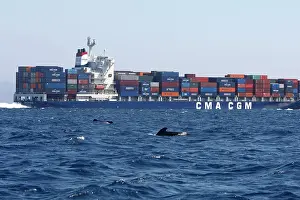 Encroachment: Pilot Whales - with cargo ship behind