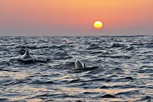 Gilbraltar: Pilot Whales - at sunset