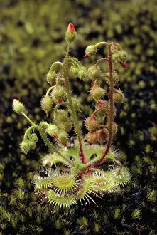 Sundew: Pimpernel Sundew - on granite outcrop