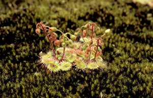 Sundew: Pimpernel Sundew - on granite outcrop
