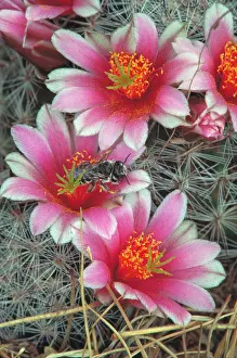 Blossum: Pin Cushion Cactus Blossum - With Native Bee