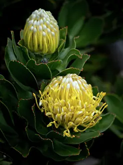 Protea: Pin Cushion Flower