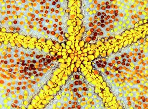 Vent: Pin-cushion star (Culcita novaeguineae) close-up
