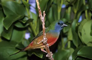 Prasina: Pin-tailed Parrotfinch
