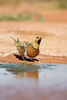 Grouses: Pin Tailed Sandgrouse - drinking from pool