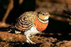 Sandgrouse: Pin-tailed Sandgrouse - female