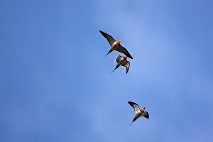Sandgrouse: Pin-tailed Sandgrouse - In flight overhead