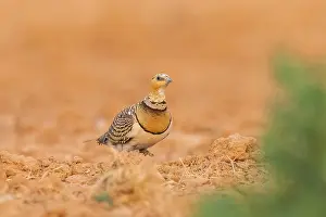 Type: Pin-tailed Sandgrouse (Pterocles alchata) on a farmers field