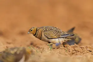 Silhouettes: Pin-tailed Sandgrouse (Pterocles alchata) on a farmers field