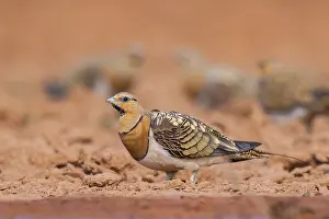 Migration: Pin-tailed Sandgrouse (Pterocles alchata) on a farmers field