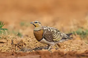 Silhouettes: Pin-tailed Sandgrouse (Pterocles alchata) on a farmers field