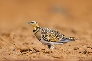 Silhouettes: Pin-tailed Sandgrouse (Pterocles alchata) on a farmers field