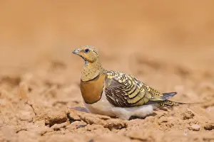 Type: Pin-tailed Sandgrouse (Pterocles alchata) on a farmers field