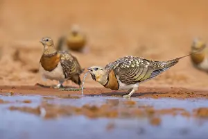 Pools: Pin-tailed Sandgrouse (Pterocles alchata) on a farmers field drinking at a water pool
