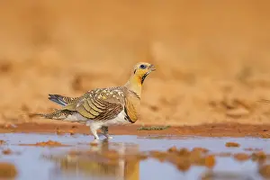 Pool: Pin-tailed Sandgrouse (Pterocles alchata) on a farmers field drinking at a water pool