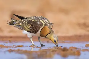 Migration: Pin-tailed Sandgrouse (Pterocles alchata) on a farmers field drinking at a water pool