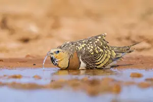 Pool: Pin-tailed Sandgrouse (Pterocles alchata) on a farmers field drinking at a water pool