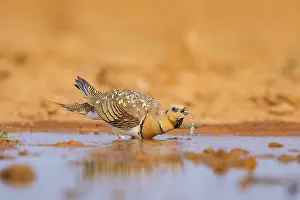 Silhouettes: Pin-tailed Sandgrouse (Pterocles alchata) on a farmers field drinking at a water pool